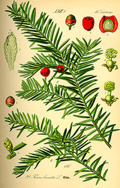 Clan Fraser Plant Badge