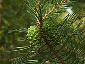 Clan Grant Plant Badge